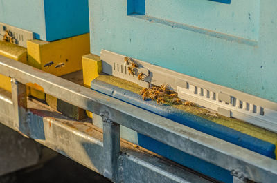 Bees at the entrance to the hive