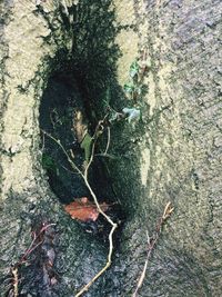 Close-up high angle view of tree