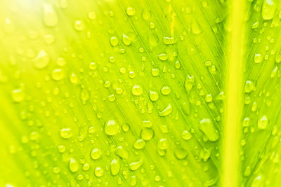 Close-up of wet plant leaves during rainy season