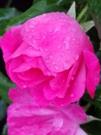 Close-up of wet pink flower blooming outdoors