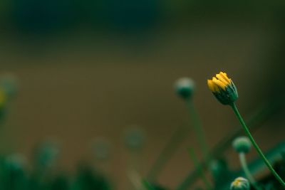 Close-up of yellow flower