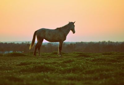 Horse on field against sky