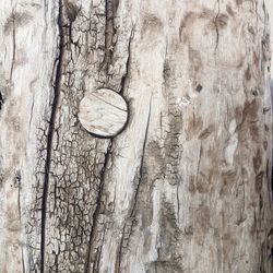 Full frame shot of tree trunk