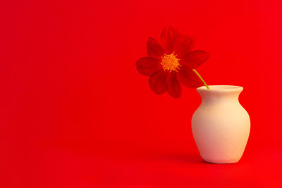 Close-up of red rose in vase