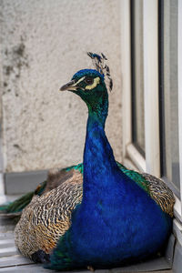 peacock