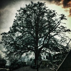 Bare trees against cloudy sky