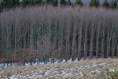 Panoramic shot of trees on field during winter