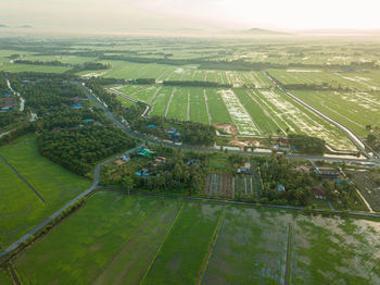 High angle view of agricultural field