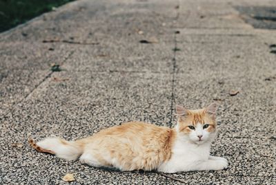 Portrait of cat resting