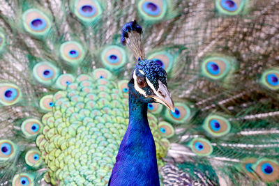 Close-up of peacock