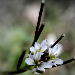 Close-up of white flowers