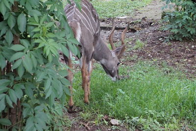 Deer in a field