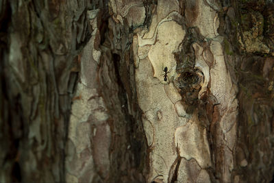 Full frame shot of tree trunk