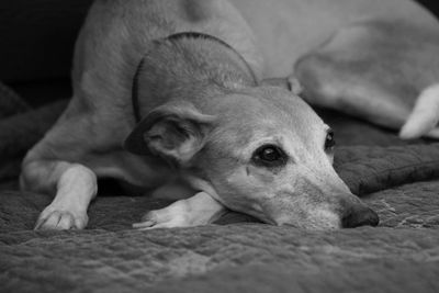 Dog lying on the ground