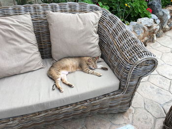 High angle view of cat sleeping