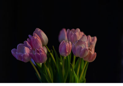 Close-up of pink tulips against black background