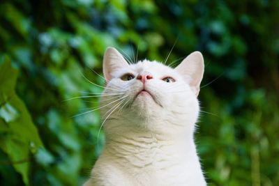 Close-up of a cat looking up