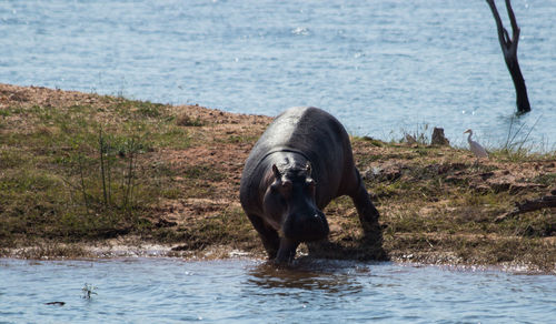 Hippopotamus by lake