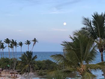 Palm trees on beach against sky