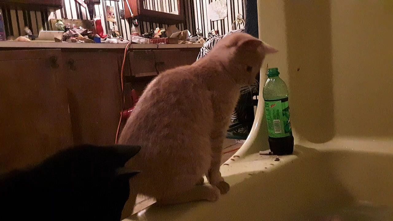 CAT SITTING ON TABLE IN HOME