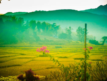 Scenic view of agricultural field against sky