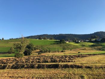 Scenic view of agricultural field against clear blue sky