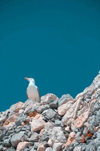 Seagull perching on rock