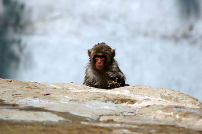 Monkey leaning on rock