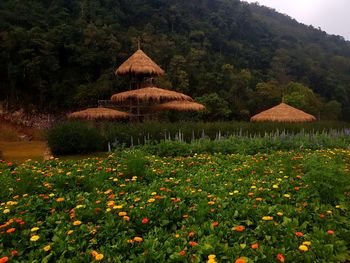 Scenic view of flowering trees on field