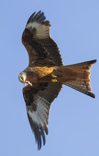  amazing to see these graceful birds drop from the sky for prey then soaring back with little effort