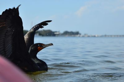 Side view of cormorant swimming on lake