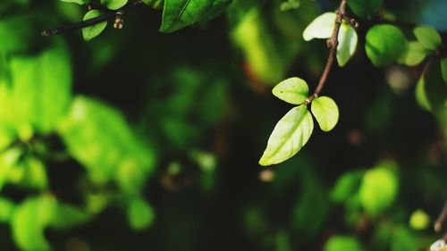 Close-up of green leaves