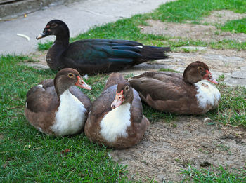 Close-up of ducks on field