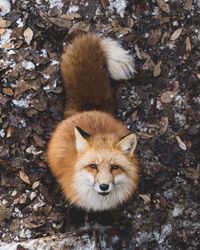 High angle view portrait fox on field