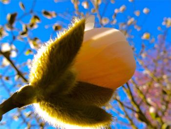 Close-up low angle view of flower tree