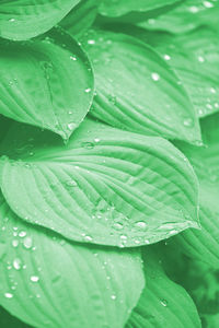 Close-up of raindrops on leaves