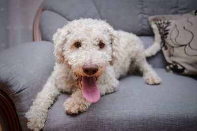 Portrait of dog relaxing on sofa at home