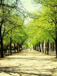 Road passing through forest