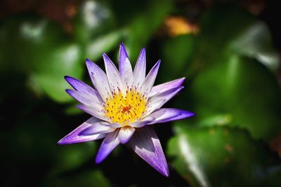 Close-up of purple water lily