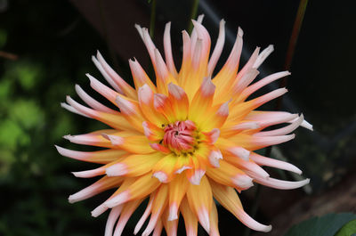 Close-up of orange flower