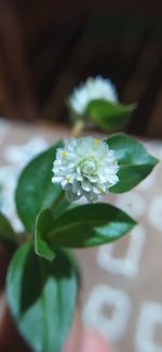 Close-up of white flowering plant