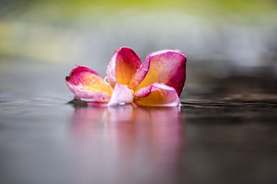 Close-up of wet pink flower in water