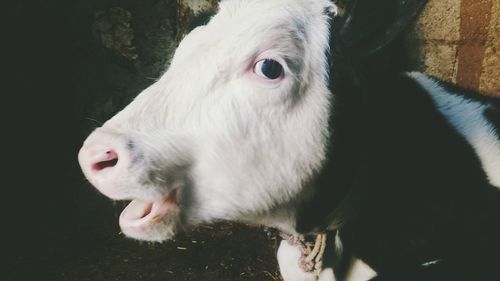 Close-up portrait of cow