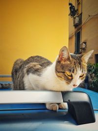 Cat resting on couch