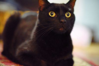 Close-up portrait of a cat