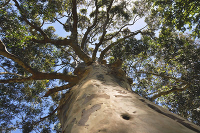 Low angle view of trees against sky