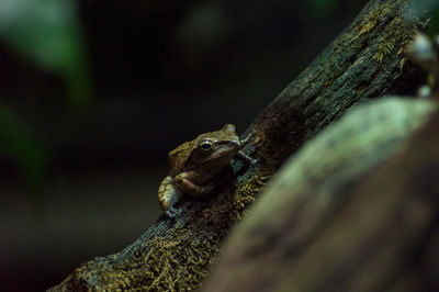 Close-up of lizard