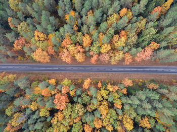 Autumn leaves on tree