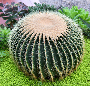 Close-up of succulent plant on field