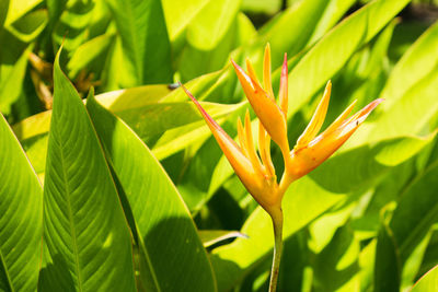 Close-up of plant growing outdoors